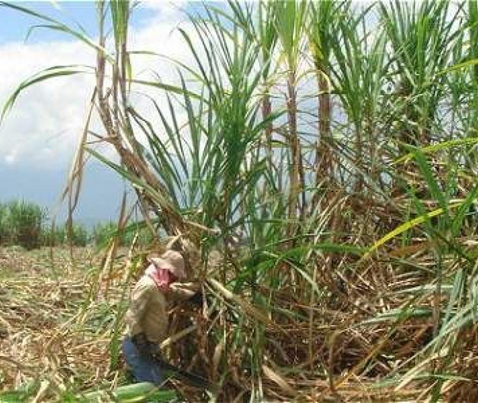 Cañicultores agradecen ayuda del Gobierno para salvar la industria azucarera - Cali - Colombia