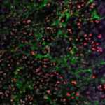 Investigadores del CNIO descubren una tecnología rápida y sencilla para conseguir células madre más eficientes en medicina regenerativa