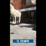 La reacción del perro del exalcalde Enrique Peñalosa por cierre de restaurante - Partidos Políticos - Política