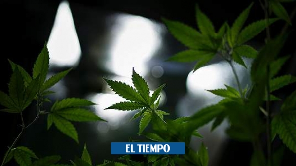 Proponen regulación de la marihuana en Colombia - Congreso - Política