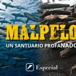 Aleteo y caza de tiburones en Malpelo, Valle del Cauca
