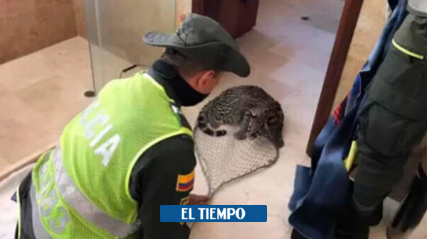 Cali: Familia caleña encontró un tigrillo viviendo en su baño | Noticias de Colombia - Cali - Colombia