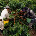 Cómo será la recolección de la cosecha cafetera en medio de la pandemia - Sectores - Economía