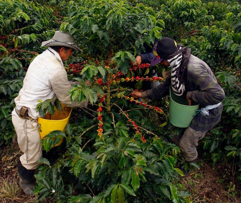 Cómo será la recolección de la cosecha cafetera en medio de la pandemia - Sectores - Economía