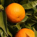 Esta historia sobre naranjas te ayudará a triunfar en tu carrera