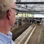Granjas británicas cambian a nueva tecnología con collares 5G en vacas