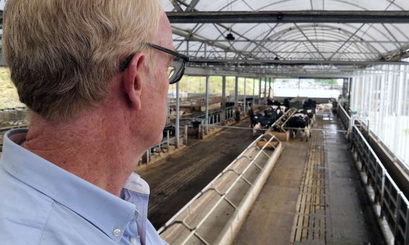 Granjas británicas cambian a nueva tecnología con collares 5G en vacas