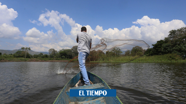La recuperación de la laguna afectada con maquinaria - Cali - Colombia