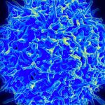 Las personas que contraen el coronavirus desarrollan inmunidad a largo plazo a través de las células T: estudio