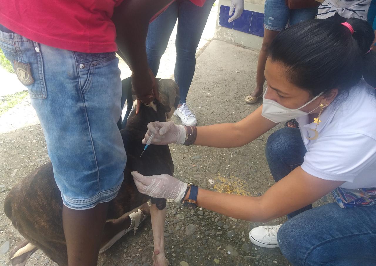 Vacunación a mascotas y control de proliferación de zancudos en la comuna 3 | Noticias de Buenaventura, Colombia y el Mundo
