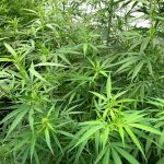 Clínica colombiana ofrece tratamientos basados en cannabis medicinal | Economía