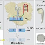 Emplean la tecnología CRISPR-Cas para estudiar el papel del ARN en las primeras horas de desarrollo