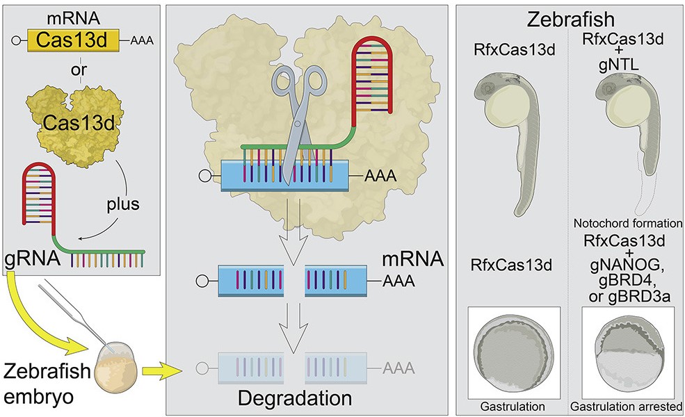 Emplean la tecnología CRISPR-Cas para estudiar el papel del ARN en las primeras horas de desarrollo