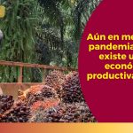 La crisis económica de la producción de palma de aceite en Colombia es un mito | Agencia de Información Laboral