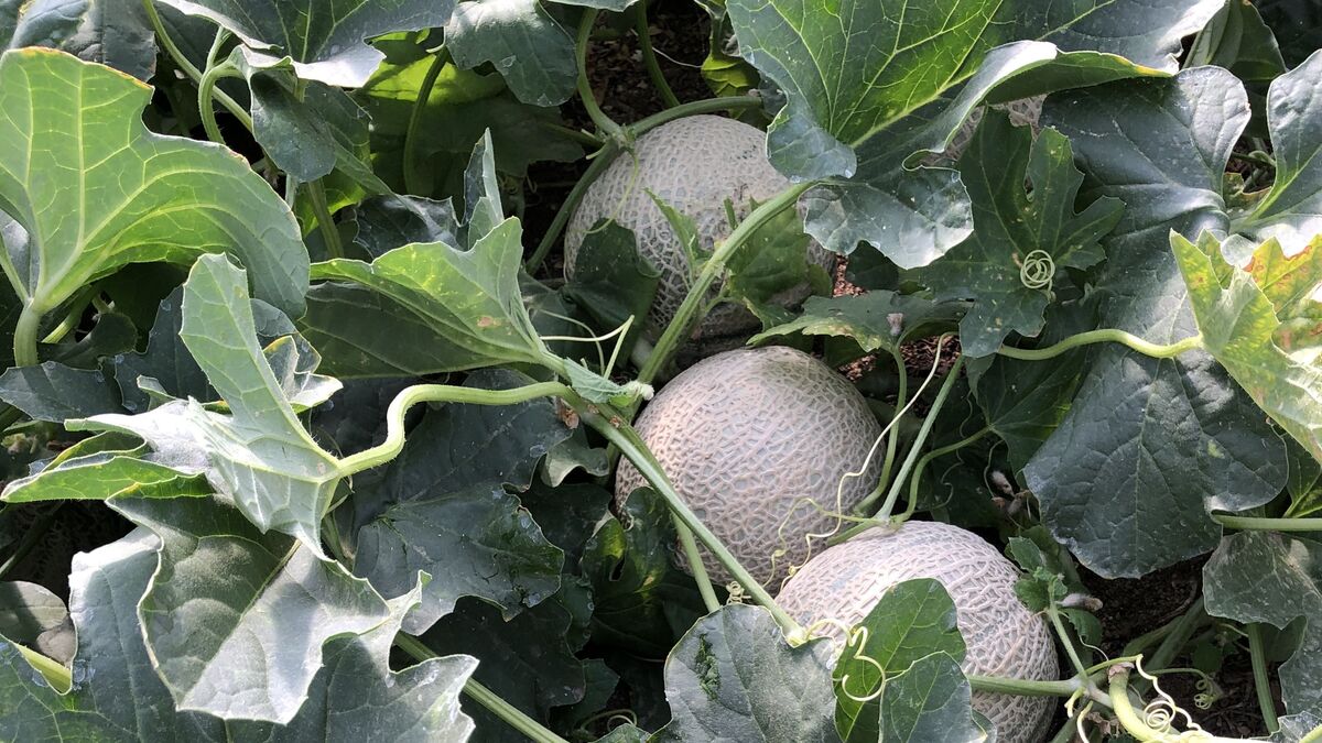 Melones andaluces con tecnología punta