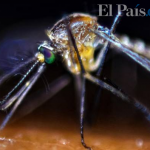 Método Wolbachia con el que proponen atacar al dengue