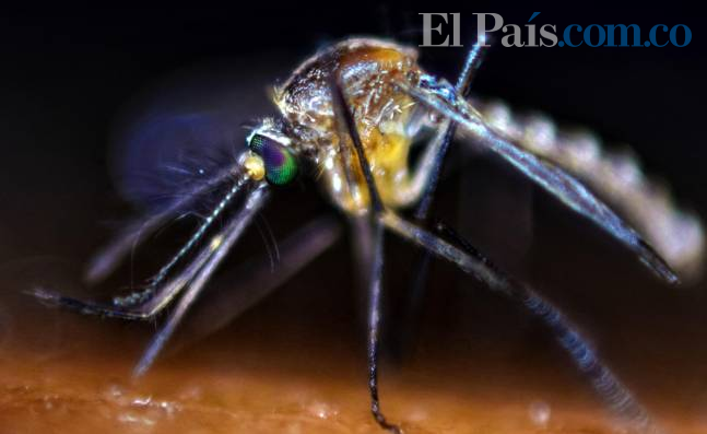 Método Wolbachia con el que proponen atacar al dengue