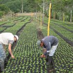Sostenibilidad del agro y la seguridad alimentaria | Economía