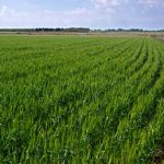 Argentina se convierte en primer país del mundo en aprobar trigo transgénico en medio de la alarma de los ambientalistas