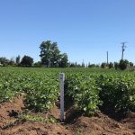 Bioestimulante para cultivos agrícolas es la nueva tecnología licenciada por la Universidad de Concepción