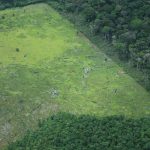 Deforestación habría disminuido en el segundo trimestre en Colombia hoy