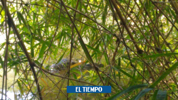 Encuentran muerta la babilla del lago de Ciudad Jardín - Cali - Colombia
