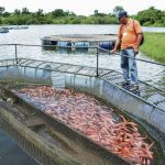 Exportaciones de tilapia a EE. UU.: Colombia multiplica sus peces | Economía