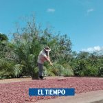 Por qué en Cumaribo, Vichada casi no hay cultivos de coca - Proceso de Paz - Política