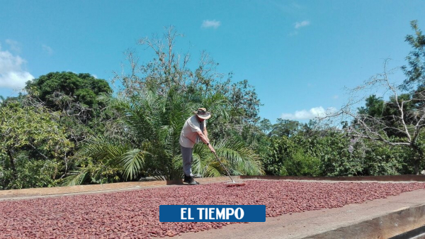 Por qué en Cumaribo, Vichada casi no hay cultivos de coca - Proceso de Paz - Política