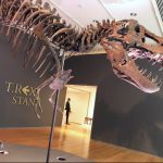Un T-Rex se vende por 31.8 millones dólares en una subasta digital
