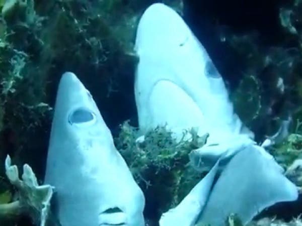 Ni artesanal ni industrial, en Colombia prohíben la pesca de tiburón anunció Duque