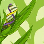 ¿Puede la tecnología CRISPR alimentar al mundo? – Agriculturers.com