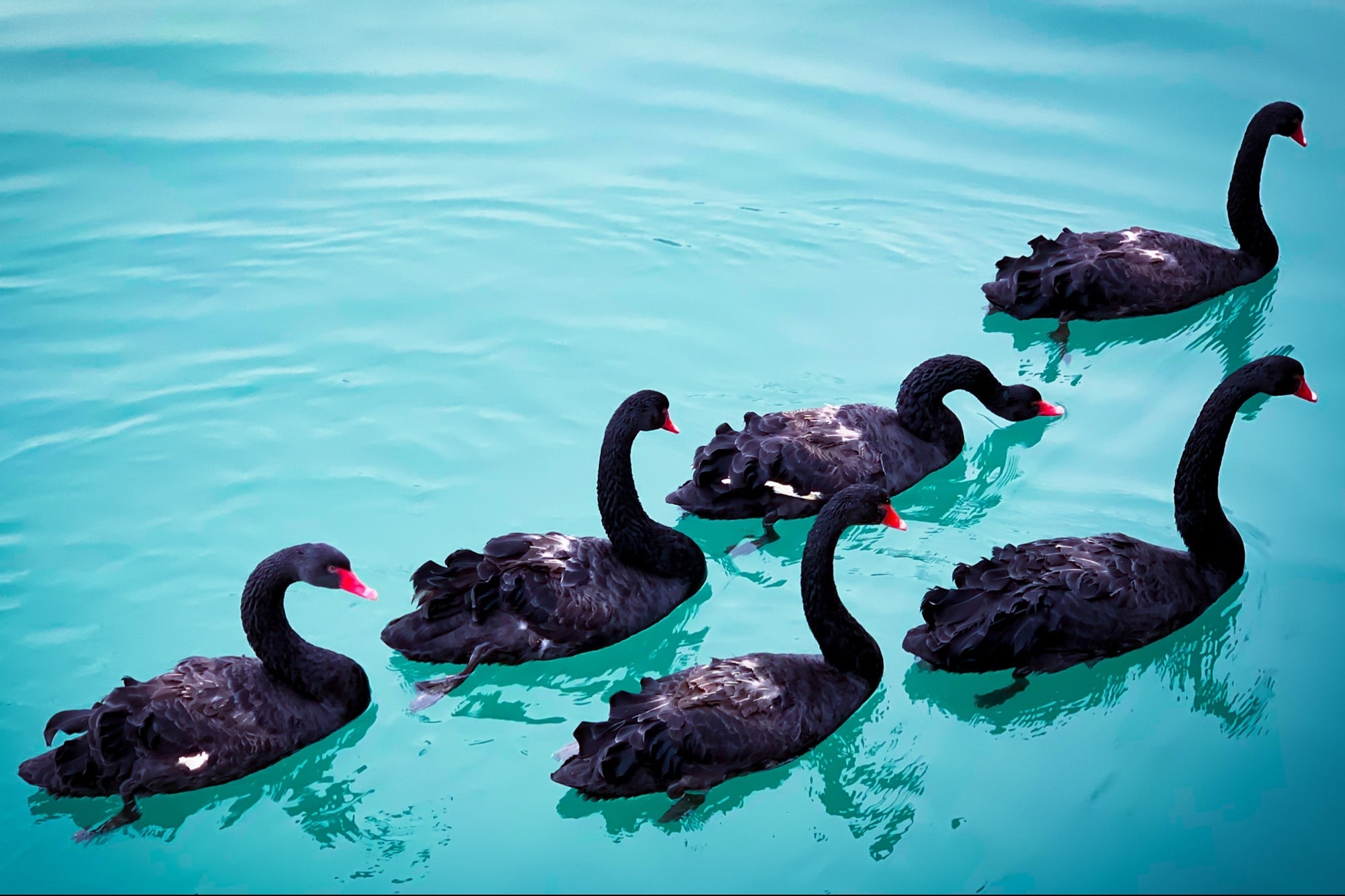 'Cisnes negros' 2021: 10 eventos que podrían afectar las finanzas globales el próximo año