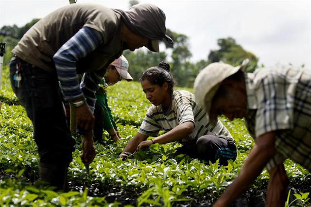 Plantación de café en Colombia. (Foto: Efeagro/Christian Escobar Mora)