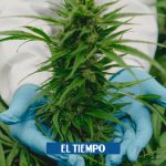Cannabis medicinal en Colombia efectos de que ONU lo sacó de lista de drogas peligrosas - Servicios - Justicia