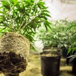 Cómo invertir en acciones de cannabis