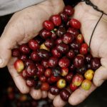 La FAO y Telefónica Movistar implementaron un piloto de esta iniciativa en cultivos de café en el municipio colombiano de Tablón de Gómez, en el departamento de Nariño (fronterizo con Ecuador), donde a lo largo de un año se consiguió un aumento de la producción del grano de más de 400 kilos por hectárea. EFE/Luis Noriega/Archivo
