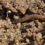 Worm-like robots swimming in the soil to measure the crop underworld