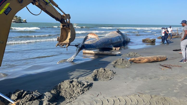 Alcaldía de San Bernardo inició recolección del cuerpo de la ballena muerta en sus costas