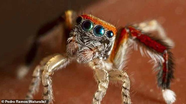 Saitis barbipes (en la foto), una araña saltadora común que se encuentra en Europa y el norte de África, carece del fotorreceptor para el enrojecimiento de los ojos, según un equipo internacional de investigadores.