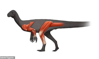 Un antepasado temprano del icónico dinosaurio diplodocus de cuello largo corría sobre sus dos patas traseras y usaba sus extremidades anteriores para agarrar comida hace 205 millones de años.  En la imagen: una ilustración de Thecodontosaurus, que muestra la musculatura de sus extremidades.