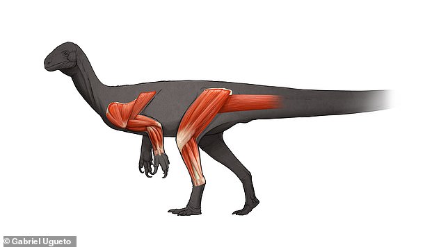 Un antepasado temprano del icónico dinosaurio diplodocus de cuello largo corría sobre sus dos patas traseras y usaba sus extremidades anteriores para agarrar comida hace 205 millones de años.  En la imagen: una ilustración de Thecodontosaurus, que muestra la musculatura de sus extremidades.