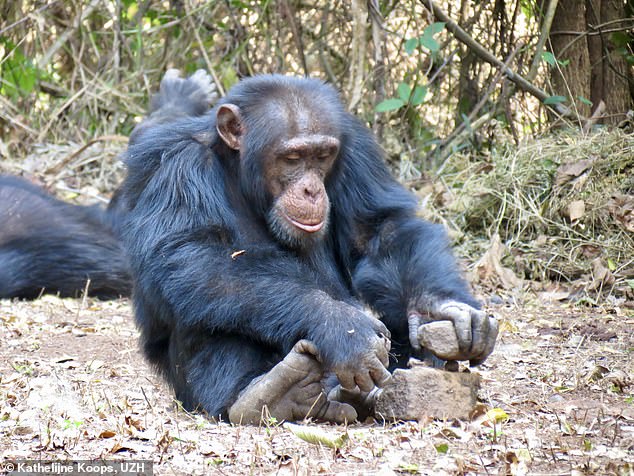 Los chimpancés no saben automáticamente qué hacer cuando se encuentran con nueces y piedras y deben aprender el complejo comportamiento de los demás, según un estudio.