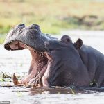 Los hipopótamos pueden distinguirse entre sí en función de los ruidos de