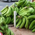 Reparaciones en puente de Río Frío siguen afectando precio del guineo verde en Santa Marta, según bananeros