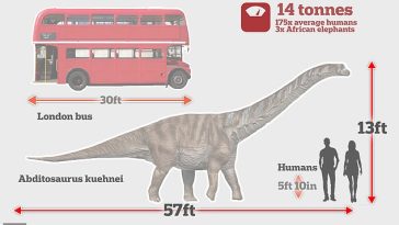 Durante su vida, A. kuehnei alcanzó una longitud de 57 pies (17,5 metros, aproximadamente el doble de la longitud de un clásico AEC Routemaster de dos pisos)