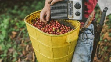 La prima por calidad del café colombiano aumentó 600% | Finanzas | Economía