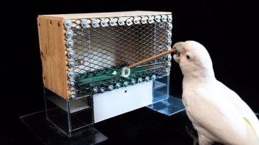 Inteligente: la cacatúa de Goffin ha demostrado un uso impresionante de las habilidades de resolución de problemas para descifrar un nuevo experimento establecido por un equipo internacional de investigadores (en la foto)