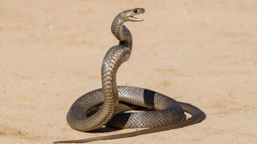 Un nuevo estudio ha revelado el sorprendente origen de dos de las serpientes más peligrosas de Australia: la serpiente tigre y la serpiente marrón (en la foto)