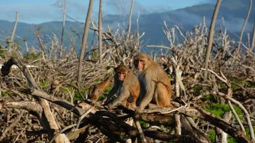 Macacos Rhesus descansando en los restos de un bosque que fue destruido cuando el huracán María azotó directamente la isla de Cayo Santiago y Puerto Rico en septiembre de 2017